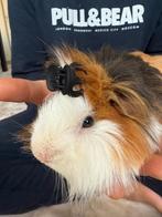 Een lieve Cavia+ .., Dieren en Toebehoren, Knaagdieren, November, Mannelijk, Cavia