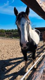 Mooie tinker ruin, Dieren en Toebehoren, Paarden, Gechipt, Ruin, Zadelmak, 170 tot 175 cm