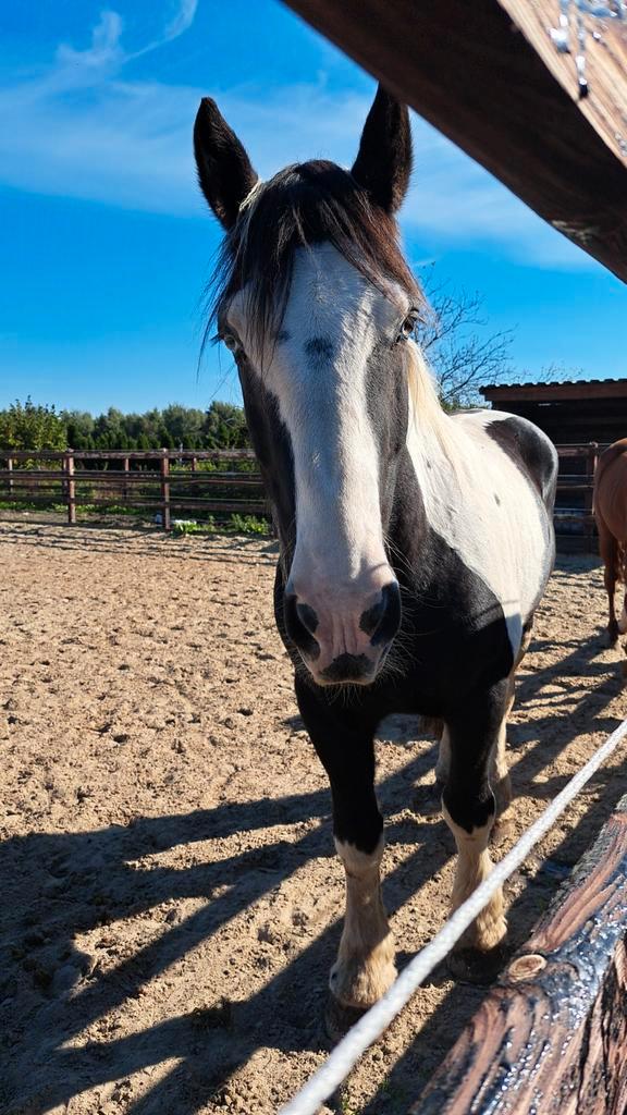 Mooie tinker ruin, Dieren en Toebehoren, Paarden, Ruin, Zadelmak, 170 tot 175 cm, 11 jaar of ouder, Recreatiepaard, Met stamboom