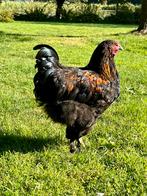 Tamme haan “Lighting McQueen”, Orpington / Marans., Dieren en Toebehoren, Mannelijk, Kip