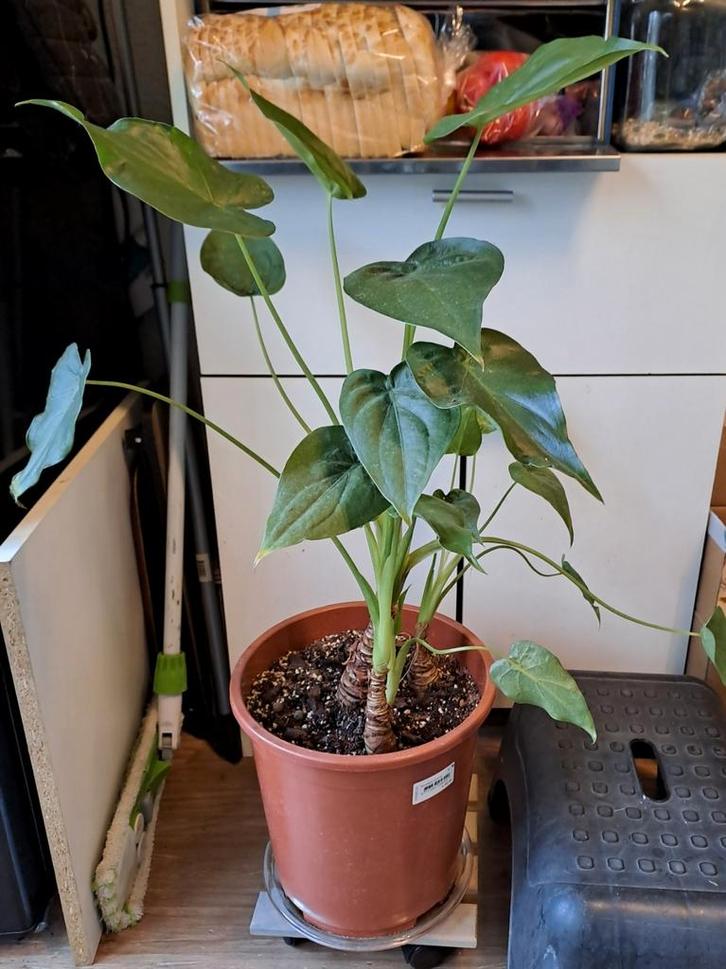 Alocasia Cucullata - Kamerplant Ophalen🪴, Huis en Inrichting, Kamerplanten, Overige soorten, Minder dan 100 cm, Groene kamerplant