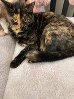 Goed (t)huis gezocht voor poes, Dieren en Toebehoren, Katten en Kittens | Overige Katten, Poes