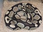 Konings pythons., Dieren en Toebehoren, Slang, 0 tot 2 jaar