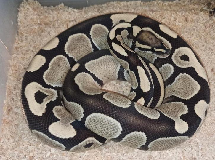 Konings pythons., Dieren en Toebehoren, Reptielen en Amfibieën, Slang, 0 tot 2 jaar