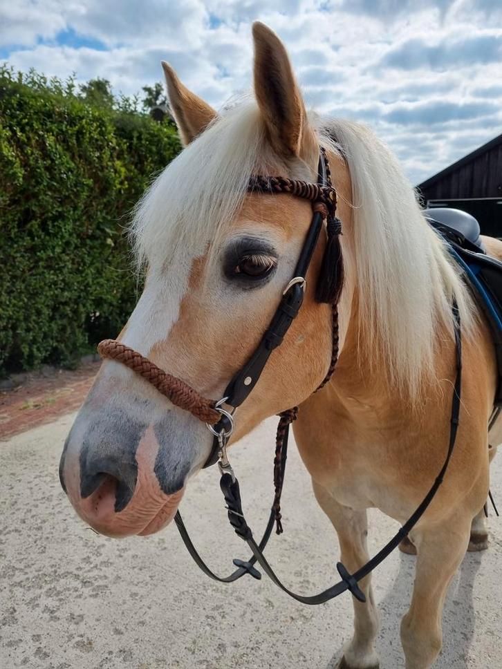 Barefoot Bitloos hoofdstel 2 in 1 (mt cob), Dieren en Toebehoren, Paarden en Pony's | Hoofdstellen en Tuigage, Western, Ophalen of Verzenden