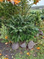 Nordman, Tuin en Terras, Planten | Bomen, Ophalen, Volle zon, Overige soorten, 100 tot 250 cm