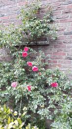 Roos rozenstruik rozen tuin planten beplanting border, Tuin en Terras, Ophalen, Overige soorten, Volle zon