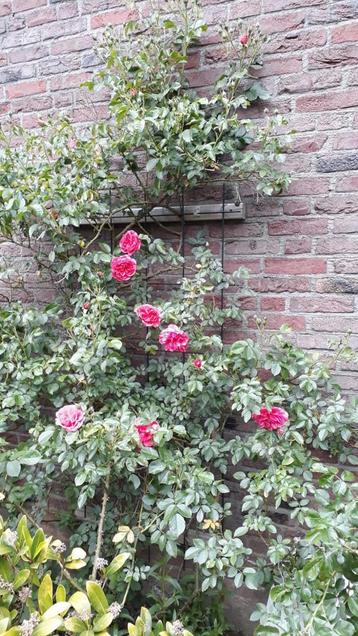 Roos rozenstruik rozen tuin planten beplanting border beschikbaar voor biedingen