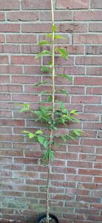 Lindera benzoin, koortsstruik, benzinestruik, Ophalen, Volle zon, Overige soorten