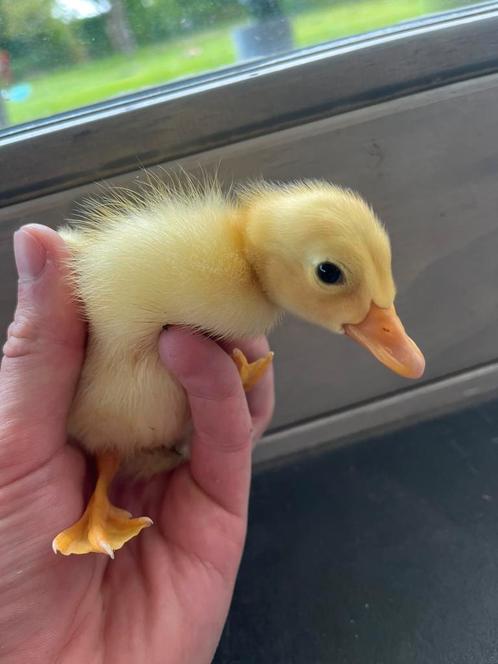 Indische loopeend kuikentjes, Dieren en Toebehoren, Pluimvee, Eend, Geslacht onbekend