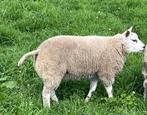 Mooie luxe texelaar ram, Dieren en Toebehoren, Mannelijk, Schaap