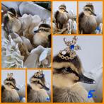 Taxiderma Kuikens met Kroontjes, Ophalen of Verzenden