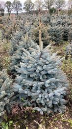 Kerstbomen glauca, Tuin en Terras, Bloeit niet, Halfschaduw, 100 tot 250 cm, Overige soorten