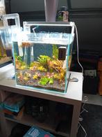Gezocht gratis vissen/aquariums, Ophalen of Verzenden, Zo goed als nieuw, Gevuld zoetwateraquarium