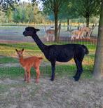 Zwarte alpaca merrie met bruine alpaca baby, Juni, Vrouwelijk
