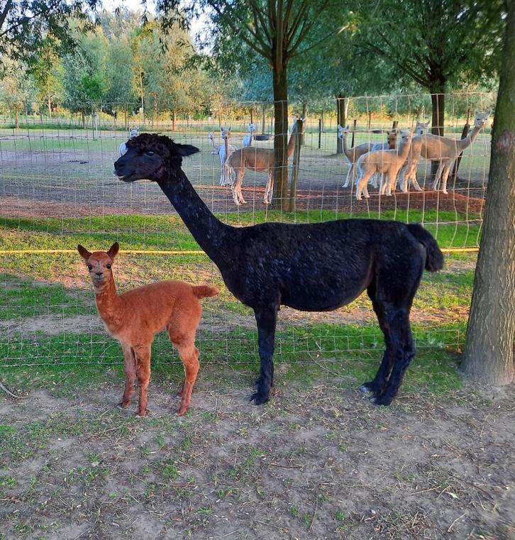 Zwarte alpaca merrie met bruine alpaca baby, Dieren en Toebehoren, Overige Dieren, Vrouwelijk, Juni