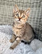 Europese korthaar x Ragdoll kittens, Dieren en Toebehoren, Katten en Kittens | Overige Katten, Meerdere dieren, Kortharig, 0 tot 2 jaar