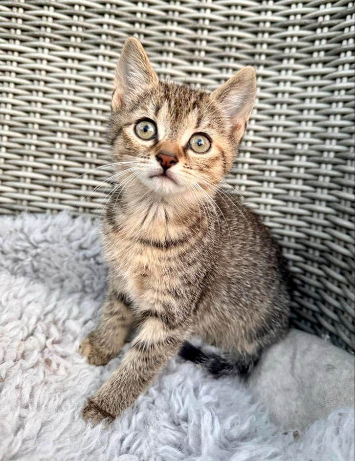Europese korthaar x Ragdoll kittens, Dieren en Toebehoren, Katten en Kittens | Overige Katten, Kortharig, Meerdere dieren, 0 tot 2 jaar