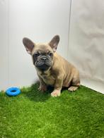 Franse bulldog pups, Rabiës (hondsdolheid), 15 weken tot 1 jaar, Buitenland, Bulldog