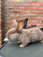 Duitse reuzen, Dieren en Toebehoren, Konijnen, Meerdere dieren, Groot, 0 tot 2 jaar