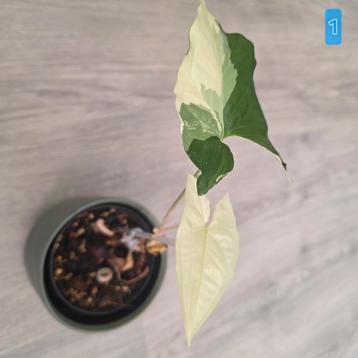 syngonium albo variegata  beschikbaar voor biedingen