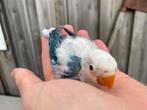 Jonge blauwe opaline Agapornis fischeri dwergpapegaai, Geslacht onbekend, Dwergpapegaai of Agapornis, Geringd