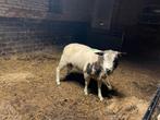 Bonte schapenram, Dieren en Toebehoren, Schapen, Geiten en Varkens, Mannelijk, Schaap
