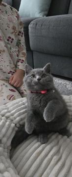 Britse Korthaar Kittens, Dieren en Toebehoren, Katten en Kittens | Raskatten | Korthaar, Geslacht onbekend, Ontwormd, 0 tot 2 jaar