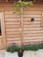 Perziese slaapboom Albizia julibrissin, Tuin en Terras, Planten | Bomen, Ophalen, Volle zon, Overige soorten