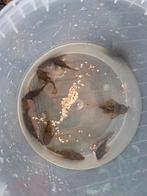 ancistrus borstelneus algeneters, Dieren en Toebehoren, Vissen | Vijvervissen, Goudvis(sen)