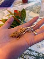 Correlophus Ciliatus baby - Wimpergekko, Dieren en Toebehoren, Hagedis, 0 tot 2 jaar