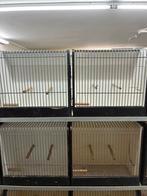 Origenele Tt kooi tentoonstelling kooi van hout, Dieren en Toebehoren, Ophalen of Verzenden, Gebruikt, Hout, Vogelkooi