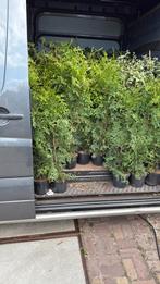 Coniferen tuja plicata laatste 250/300  potgekweekt 100cm, Ophalen, Bloeit niet, Vaste plant, Halfschaduw