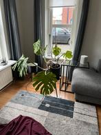 Mooie Monstera Deliciosa (Gatenplant), Huis en Inrichting, Kamerplanten, Ophalen, Overige soorten, Halfschaduw, In pot