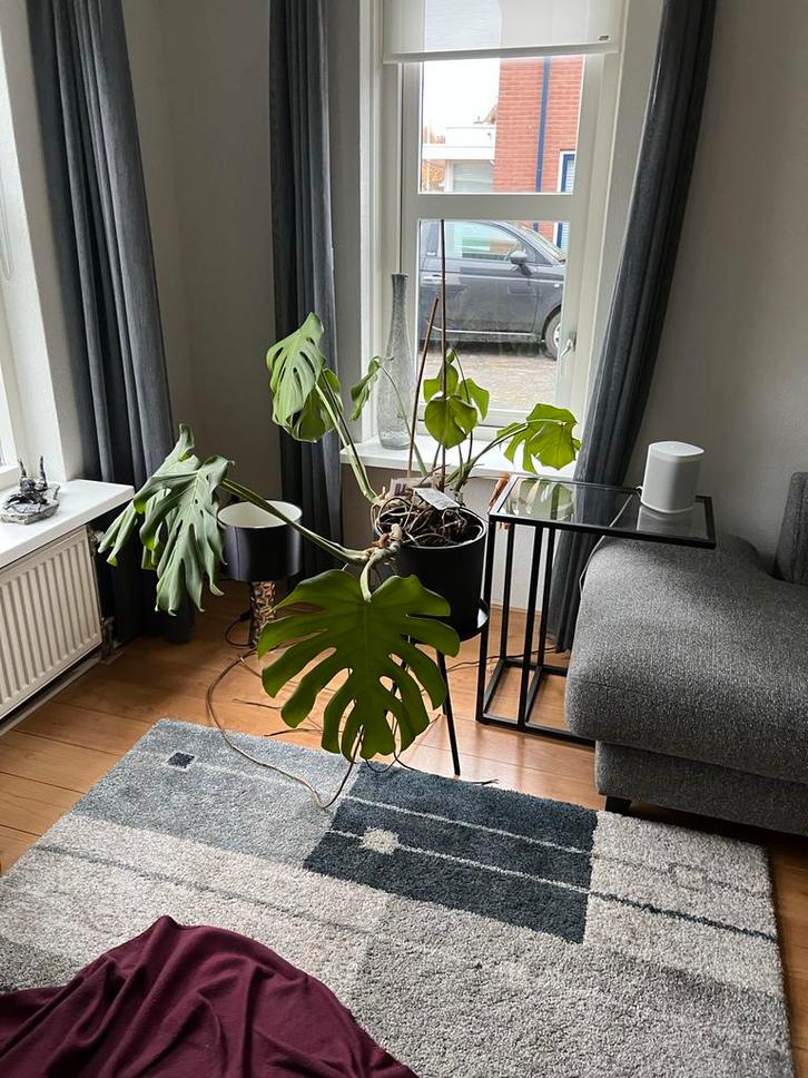 Mooie Monstera Deliciosa (Gatenplant), Huis en Inrichting, Kamerplanten, Overige soorten, Minder dan 100 cm, Groene kamerplant
