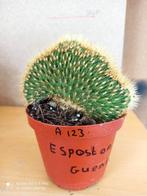 Cristaat eposta Valricana guentheri nummer A123 potmaat 10, Ophalen of Verzenden, Overige soorten, Minder dan 100 cm