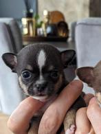 Mooi kortharige Chihuahua pup reutje, Dieren en Toebehoren, Honden | Chihuahua's en Gezelschapshonden, CDV (hondenziekte), 8 tot 15 weken