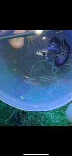 🟣🟣Purple Dragon / Midnight Dragon🟣🟣 guppen,gup, Dieren en Toebehoren, Vissen | Aquariumvissen, Vis, Zoetwatervis