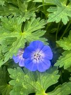Geranium Rozanne, Ophalen, Bodembedekkers, Vaste plant, Halfschaduw