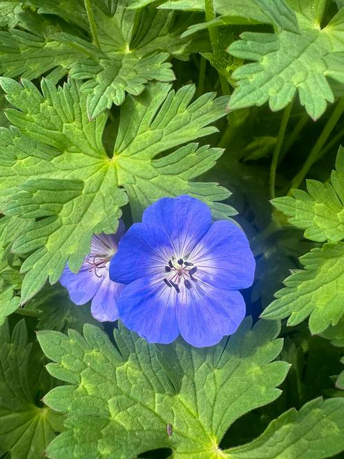 Geranium Rozanne, Tuin en Terras, Planten | Tuinplanten, Vaste plant, Bodembedekkers, Halfschaduw, Zomer, Ophalen