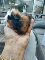 Raszuivere Ch Teddy cavia, Dieren en Toebehoren, Knaagdieren, Mei, Mannelijk, Cavia