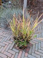 Vijverplanten., Tuin en Terras, Planten | Tuinplanten, Ophalen, Overige soorten, Volle zon