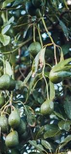 Prachtige 3-jarige avocado plant in pot – €75, 100 tot 250 cm, Volle zon, In pot, Overige soorten