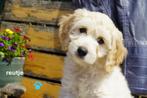Mooie kruising labradoodle pups, medium., Dieren en Toebehoren, Nederland, Overige rassen, 8 tot 15 weken, CDV (hondenziekte)