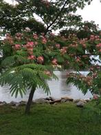 Slaapboom albizia tropical dream en umbrella winterhard!, Tuin en Terras, Planten | Bomen, Ophalen