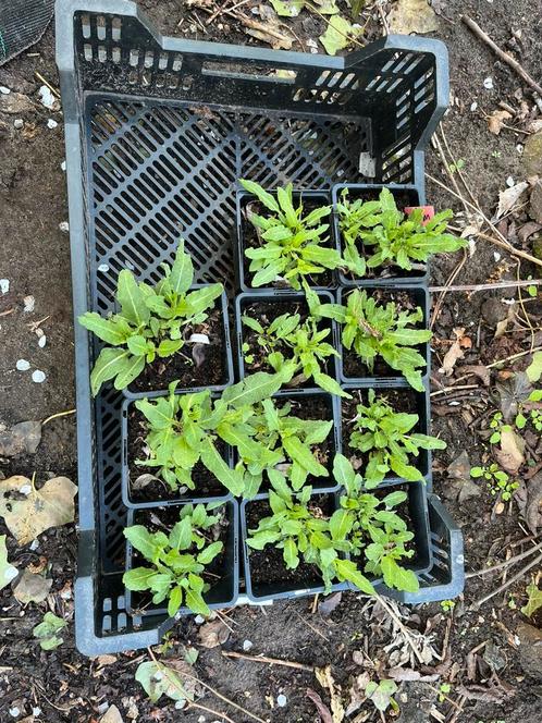 Salvia nem Ostfriesland - vaste plant, Tuin en Terras, Planten | Tuinplanten, Overige soorten, Volle zon, Zomer, Ophalen
