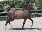 Arabische volbloeds/ Arabier, Dieren en Toebehoren, Paarden, Merrie, Minder dan 160 cm, Gechipt, Niet van toepassing