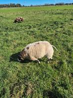 Bonte ooien mrt 2025, Dieren en Toebehoren, Schapen, Geiten en Varkens, Vrouwelijk, Schaap