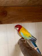Prachtrossela,s parkieten, Dieren en Toebehoren, Vogels | Parkieten en Papegaaien, Meerdere dieren, Parkiet
