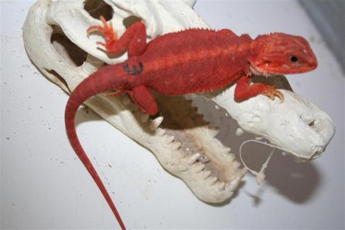 Baardagaam HypoTrans RED poss.Het. Albino Bearded Dragons, Dieren en Toebehoren, Reptielen en Amfibieën, Hagedis, 0 tot 2 jaar